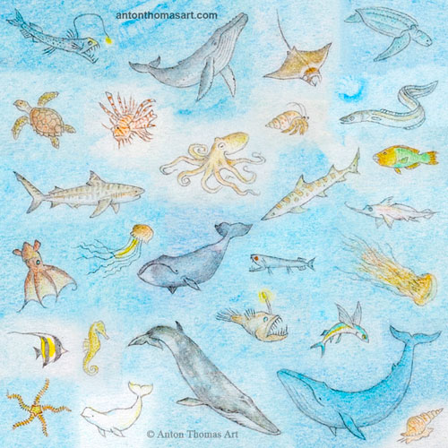 Hand drawn sea creatures by Anton Thomas.
